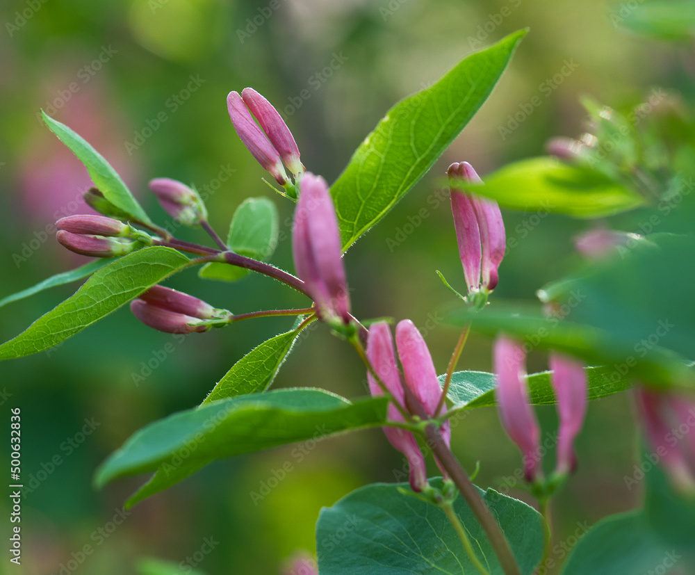 Obraz premium pink flower