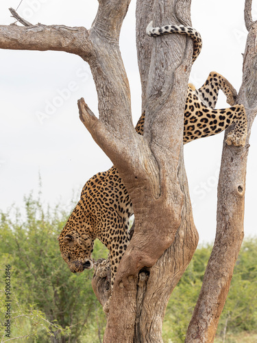 Leopard klettert vom Baum - leopard climbing down from tree