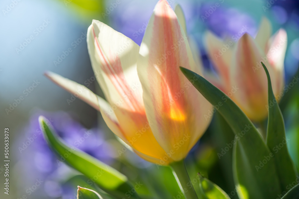 Obraz premium Spring season. Blossom flowers in the garden. Sunny day.