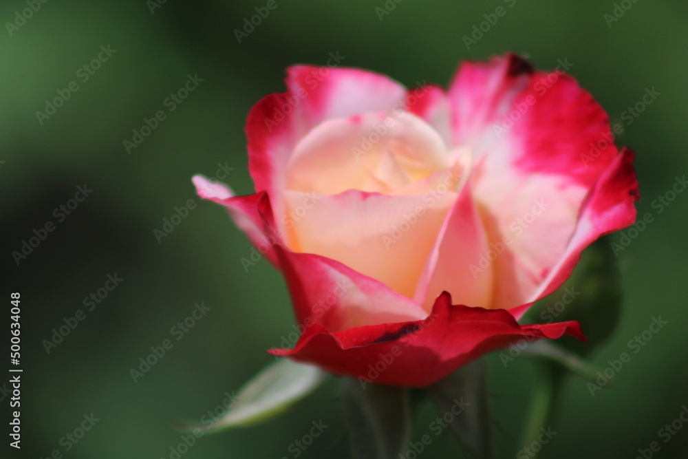 red rose in garden