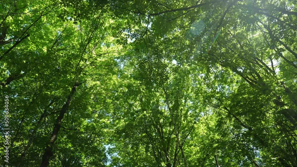 Summer forest with green leaves. Panning shot showing sun and deciduous trees. Ontario, Canada. Summer forest with green leaves. Panning shot showing sun and deciduous trees. Ontario, Canada.
