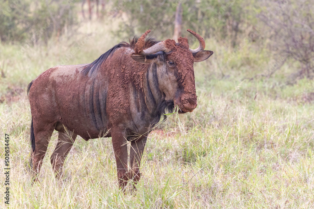 Gnu mit Schlamm, wildebeest with mud