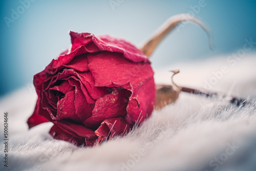 Dried flower red rose. Used for perfums, cosmetics, teas and baths. Purple colored organic herb. Isolated macro photo close up from above photo