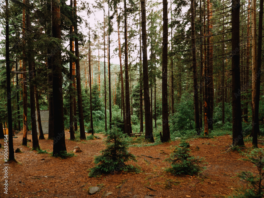 Obraz premium deep carpathian forest in summer