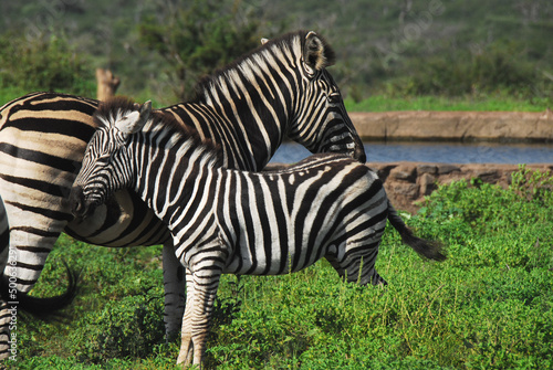 Africa- Wildlife- Close Up of a Wild Mother Zebra Standing With Her Young Colt