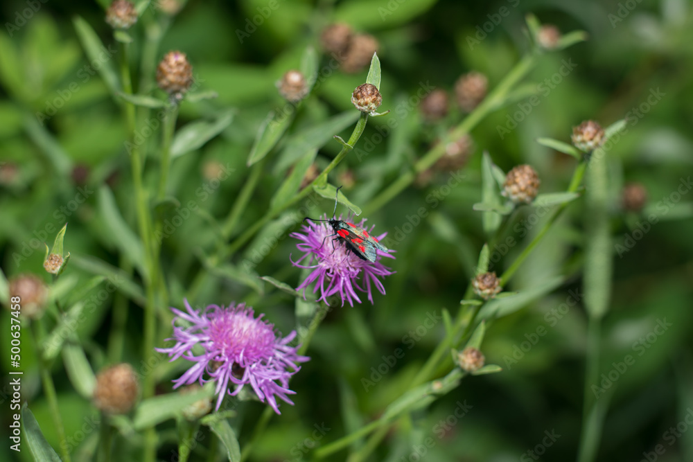 insect in the meadow insect in the meadow