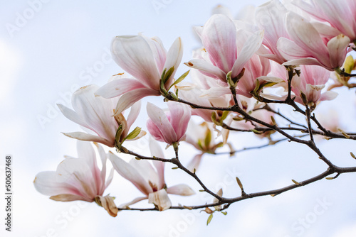 Isolated branch of flowering magnolia in the blue sky. Beautiful blooming magnolia flowers in the city park in spring. Spring background