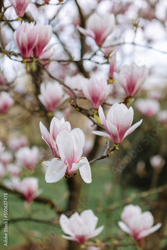 Beautiful blooming magnolia flowers in the city park in spring. Close up of blooming pink magnolia flowers. Spring background. © KIFOR PRODUCTION