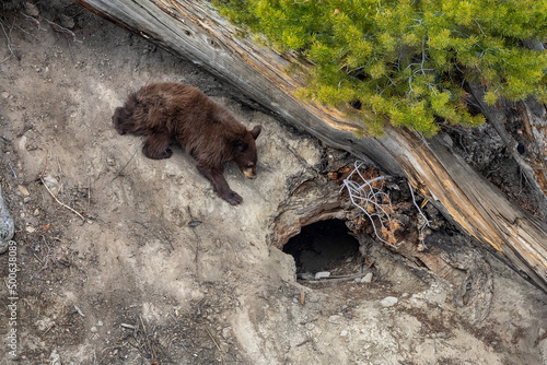 Murais de parede A bear cub plays outside of its den on a warm spring day at Yellowstone National