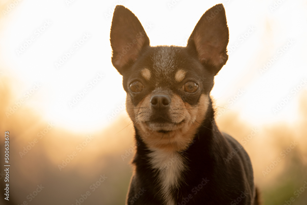 Chihuahua dog tricolor portrait close-up on sunset background. Pet, animal.