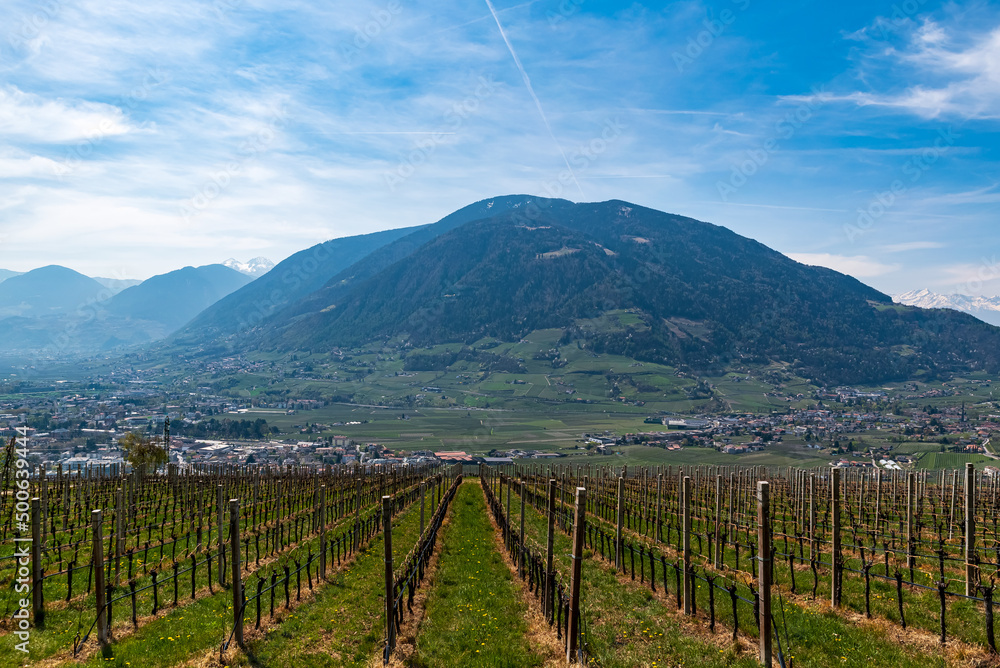 A vineyard from tirolo village with mountains