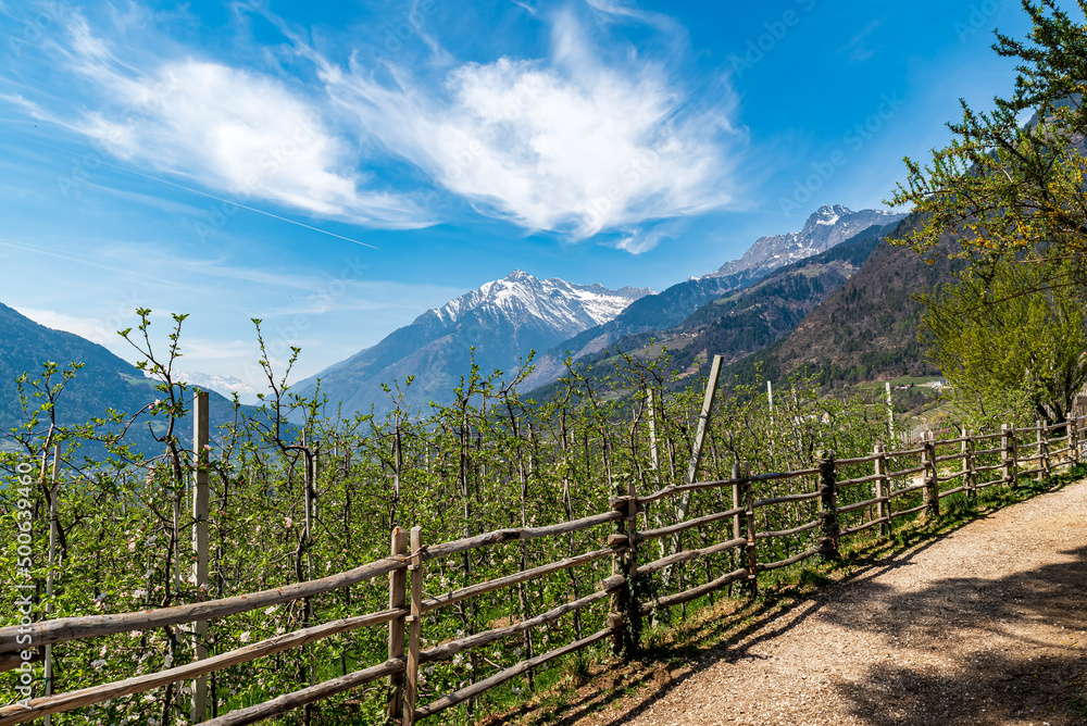 A path to the apple plantations of tirolo village