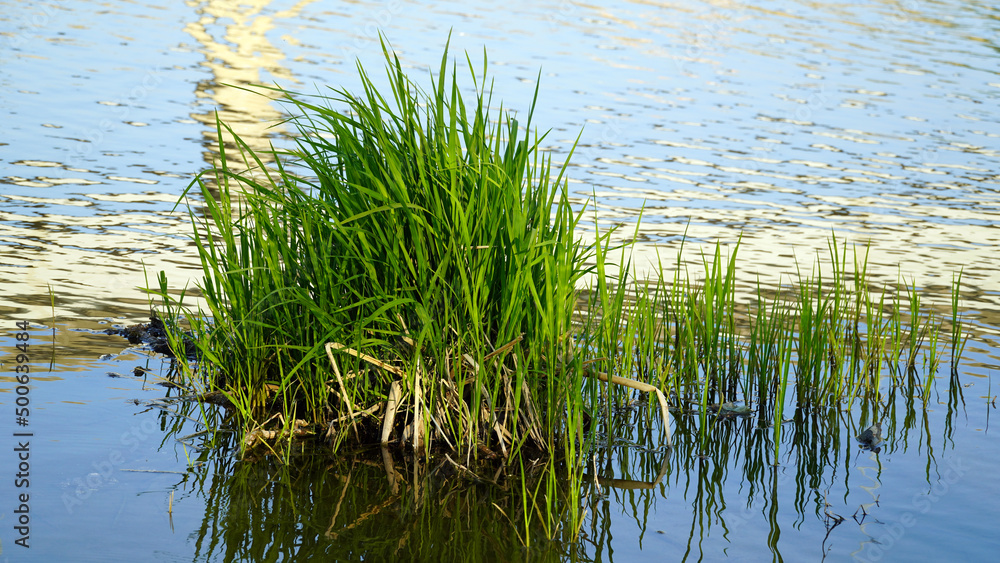 The water plants of the Han River, the smooth water color, and the blue lump of water plants harmonize. The water plants of the Han River, the smooth water color, and the blue lump of water plants harmonize.