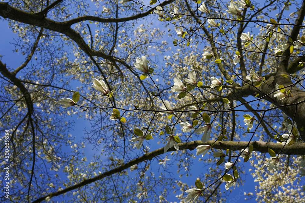 white saucer magnolia blossoms in the spring seen from below white saucer magnolia blossoms in the spring seen from below