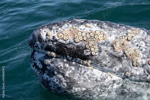 Closeup view of gray whale head with many barnacles on it's skin photo