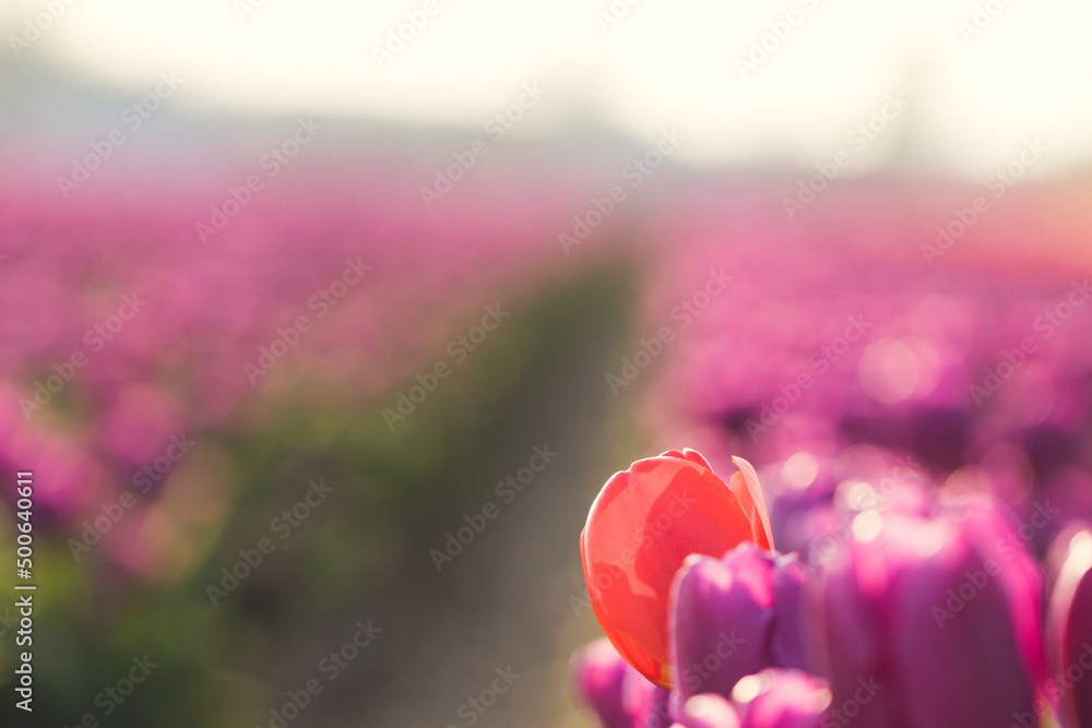 Fototapeta premium rote tulpe in lila Tulpenfeld