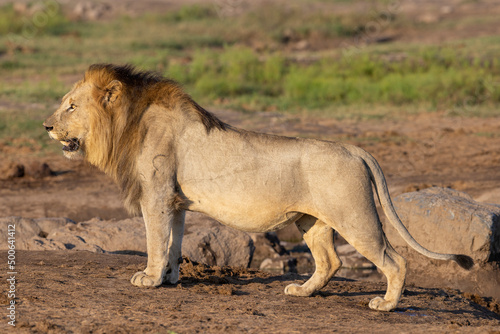 Löwe an Wasserstelle - lion at waterhole