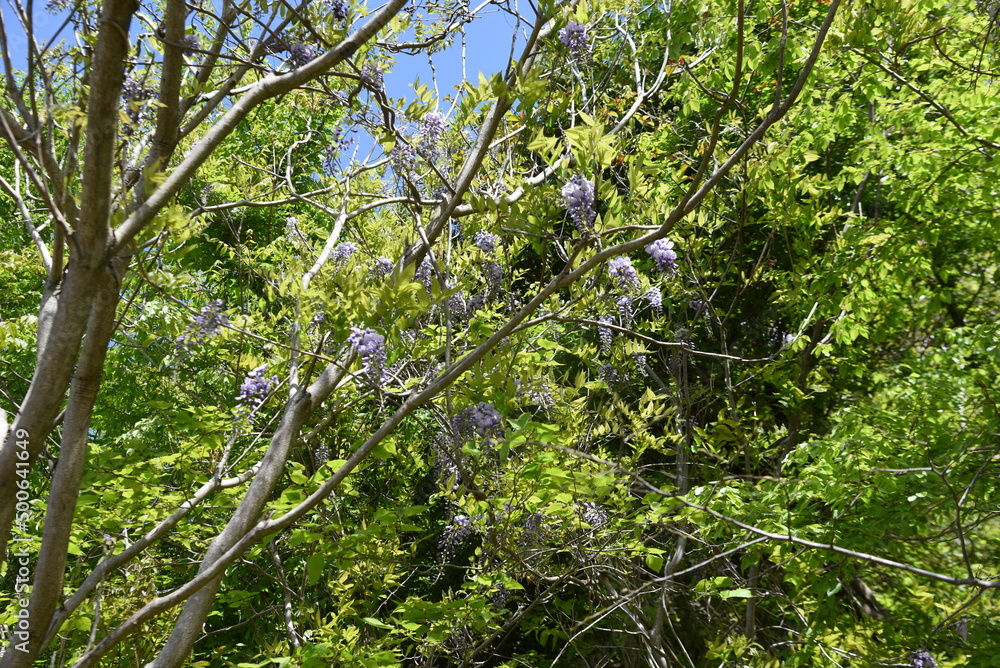 Wisteria brachybotrys flowers. Fabaceae deciduous vine tree. It is endemic to Japan and grows naturally in the mountains. It has pale purple flowers from April to May.