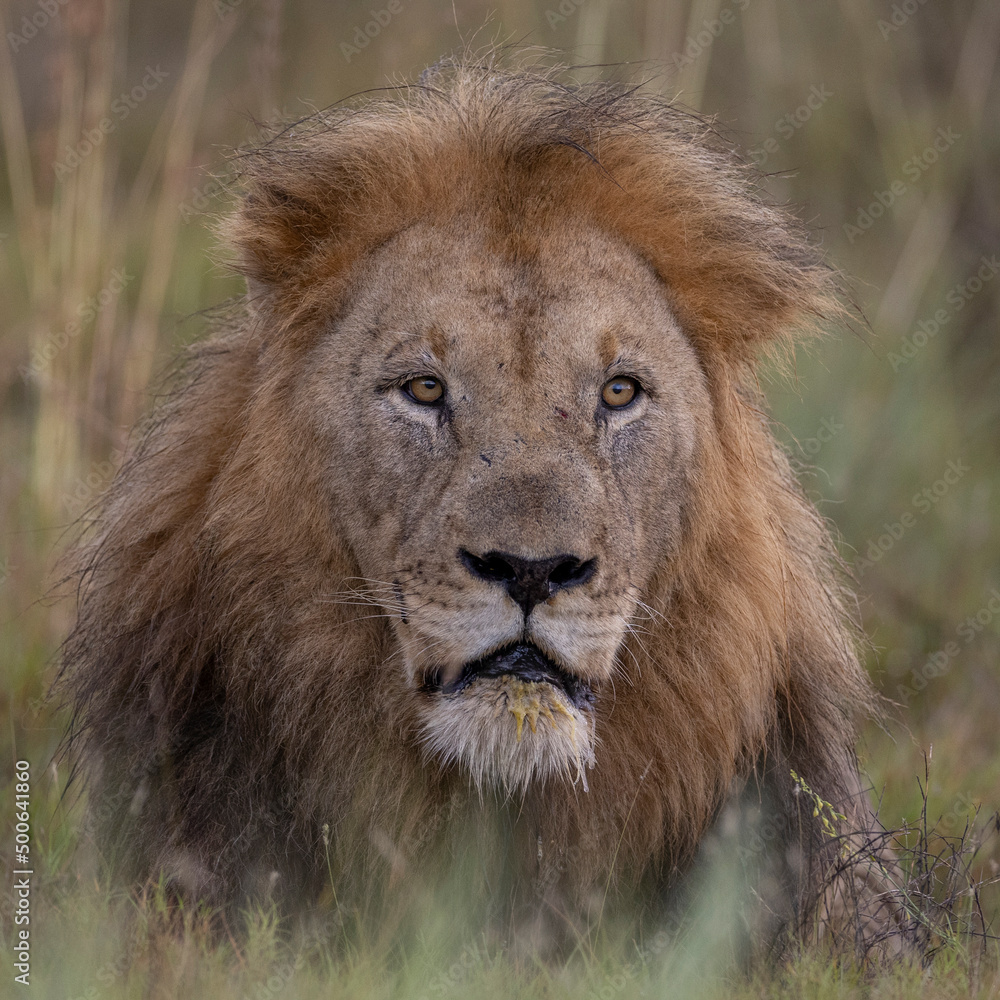 Portrait Löwen Mann - portrait male lion Portrait Löwen Mann - portrait male lion