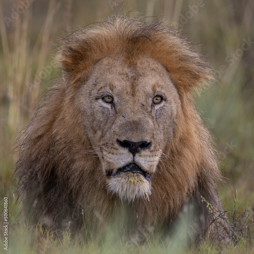 Portrait L  wen Mann - portrait male lion