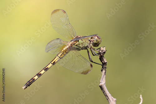 close up of dragonfly