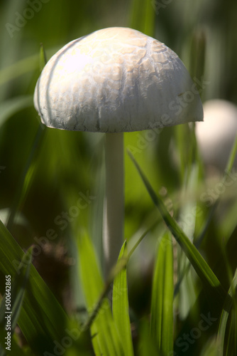 mushroom in the grass