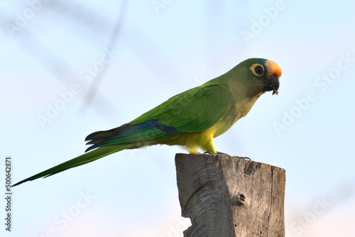 green, blue and yellow parakeet