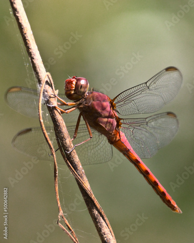 red dragonfly on a twig