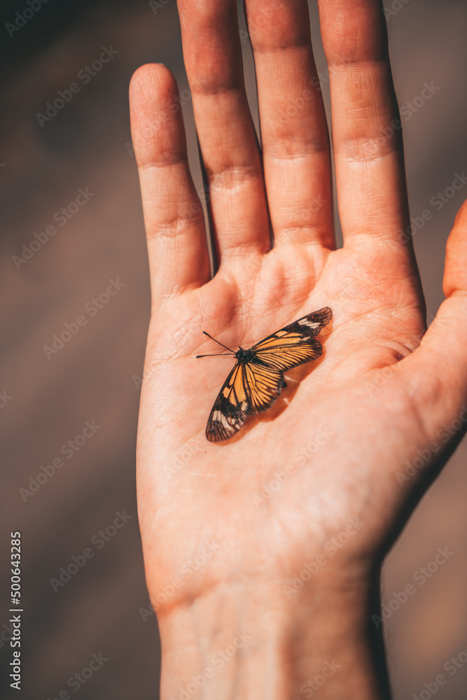 Obraz premium Selva y Yungas