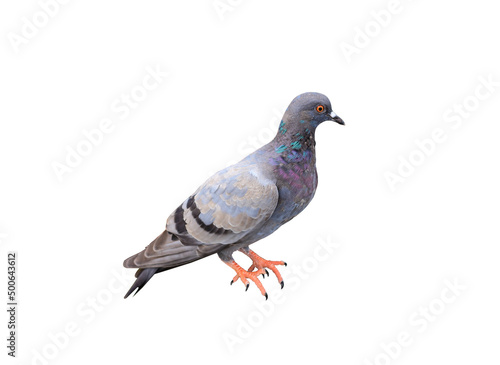dove the full body of speed racing pigeon bird isolated white background