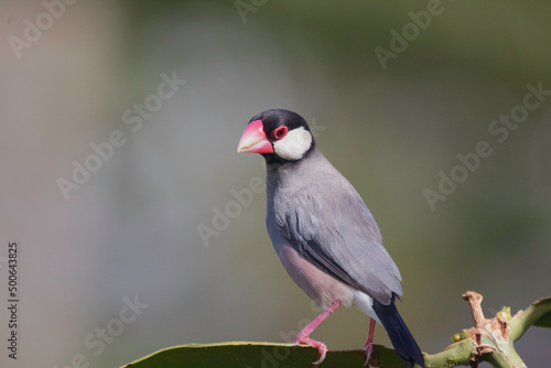 Fototapet A Java Sparrow in a tree