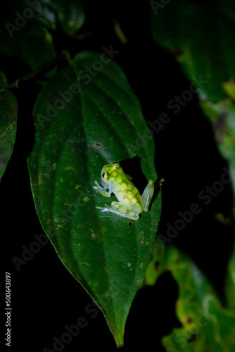 Cristal frog variety 1 in Costa Rica © Alejandro