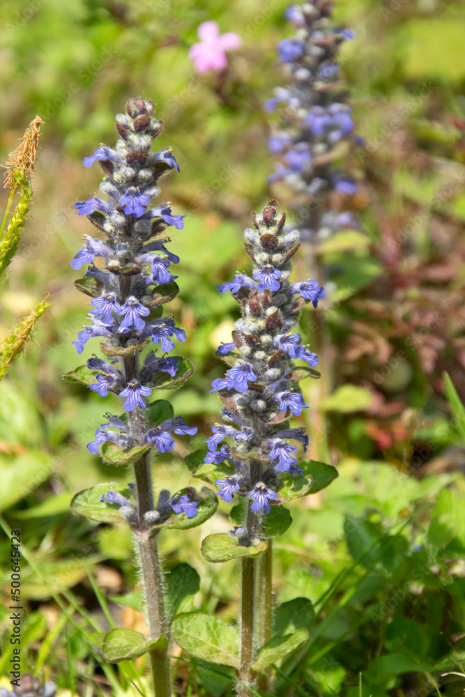 Kriechender Günsel (Ajuga reptans), blühende Pflanzen Kriechender Günsel (Ajuga reptans), blühende Pflanzen