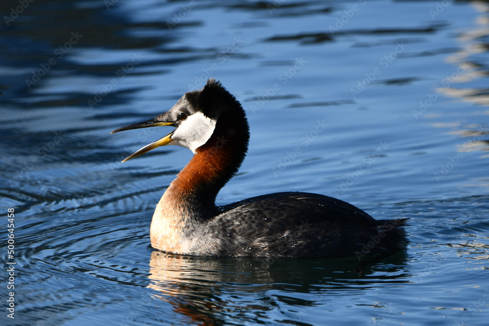 Red-neck Grebe on lake calling out during spring mating season