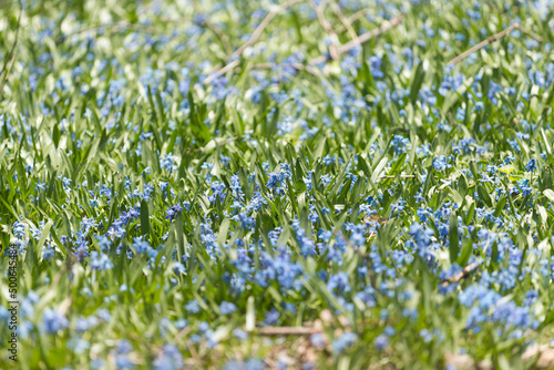 background (blue flowers in spring)