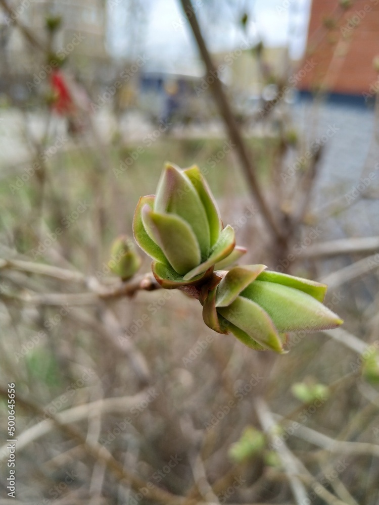 spring tree buds on blurred urban background, concept of spring time, renewal spring tree buds on blurred urban background, concept of spring time, renewal