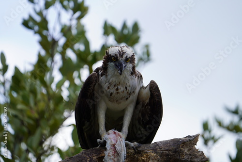 Fototapeta Naklejka Na Ścianę i Meble -  bird of prey osprey feeding