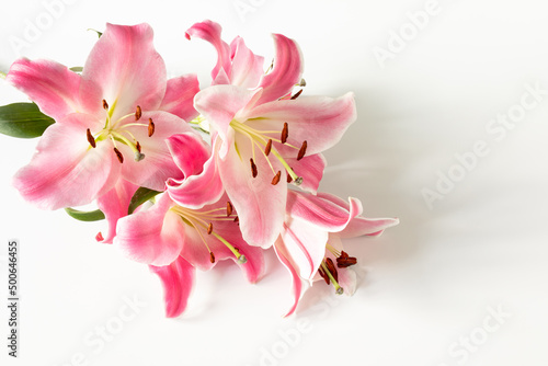 Fotografie pink lily flowers on a white background