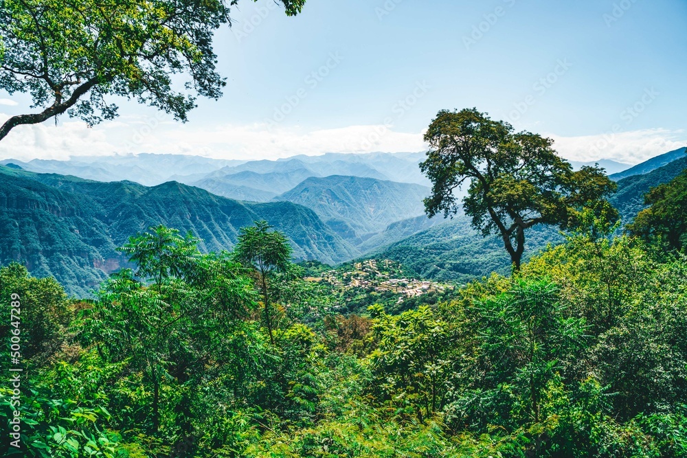 Obraz premium Paseo en selva