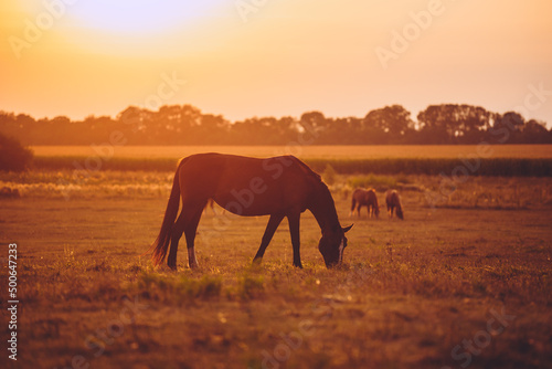 Herd of horses grazing in the meadow in the evening sun. Free horses graze in summer