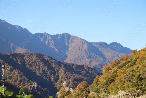 紅葉、朝焼け、草、木、花