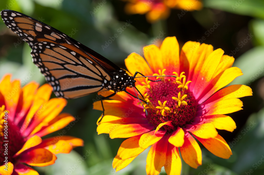 bright yellow red zinnia flower and monarch butterfly bright yellow red zinnia flower and monarch butterfly
