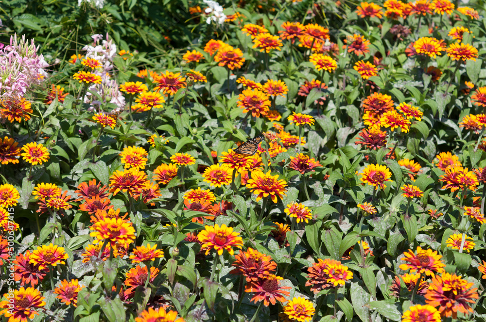 field of zinnia flowers and butterfly