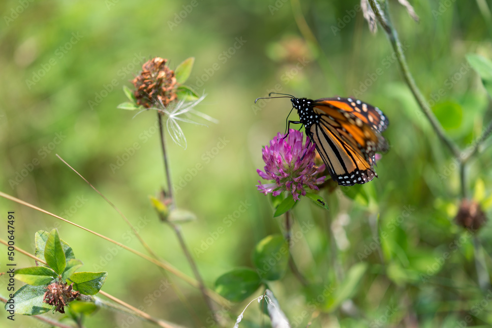 monarch butterfly on a clover flower monarch butterfly on a clover flower