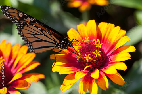 bright yellow red zinnia flower and monarch butterfly © eugen