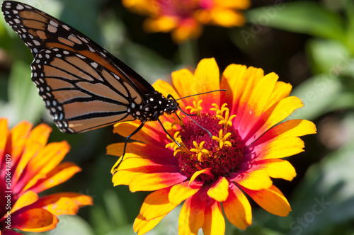 monarch butterfly walks on the surface of a zinnia flower © eugen