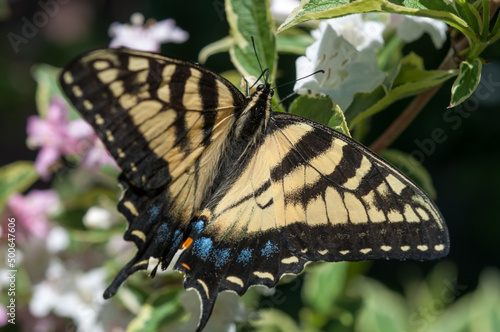 black-and-yellow swallowtail butterflies or the eastern tiger swallowtail (Papilio glaucus)