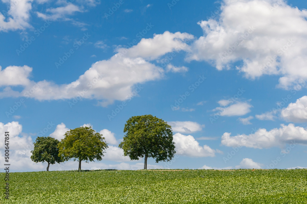 Fototapeta premium Drei Walnussbäume, Pfalz