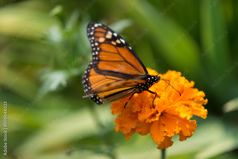 Obraz premium monarch butterfly on a marigold flower