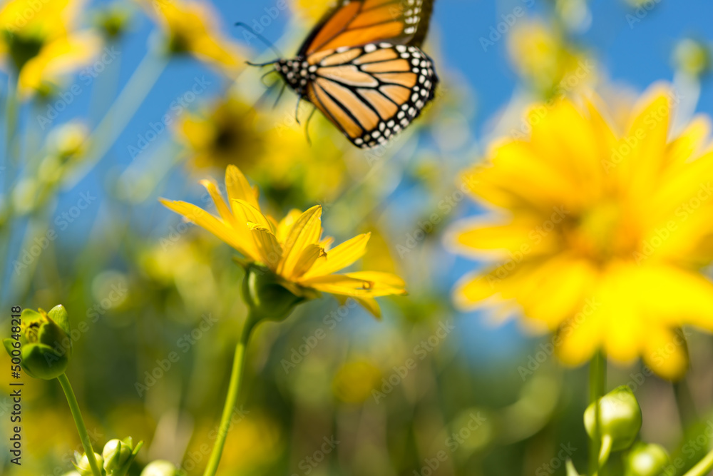 butterfly in flight and yellow flowers on a blue background butterfly in flight and yellow flowers on a blue background